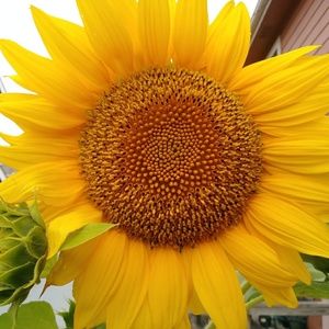 Meet your Posher, Codi